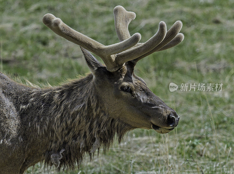 雄性落基山麋鹿(Cervus elaphus)是在落基山脉和黄石国家公园发现的麋鹿亚种。天鹅绒的鹿角。